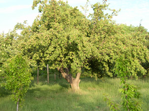 Heirloom apple